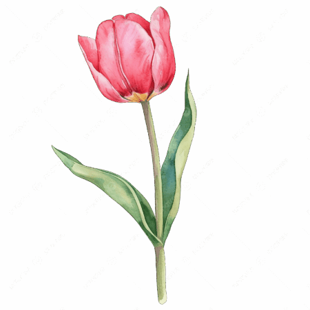 Tulip🌷